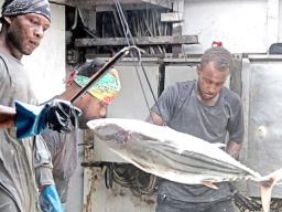 Crew works the fish in the hold of the purse seiner Mathawmarfach
