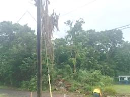Crews worked to remove a tree in the Kokoland area