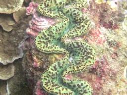 A color variation of Tridacna maxima 