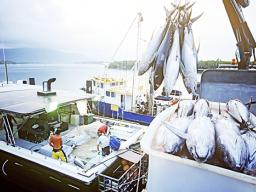 Tuna boat unloading