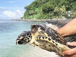Juvenile Hawksbill Turtle that was rescued from the FAD device.
