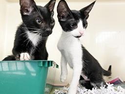 two kittens