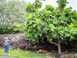 Auntie Shirley Ann Pualani Kauhaihao picking ulu with a long pole