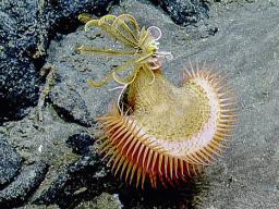 This venus fly trap sea anemone