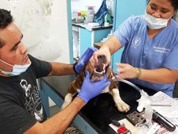Local volunteer Sai holds a patient's mouth open