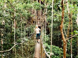 Canopy Walkway in the Falealupo Rainforest Preserve,
