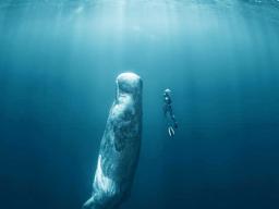 Whale swimming toward the surface with a diver beside