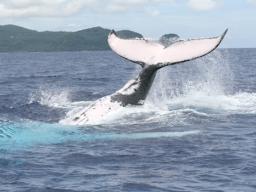 Whale breaching in American Samoa waters