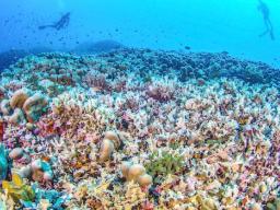 SOLOMON ISLANDS CORAL
