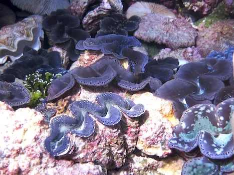 giant blue clams