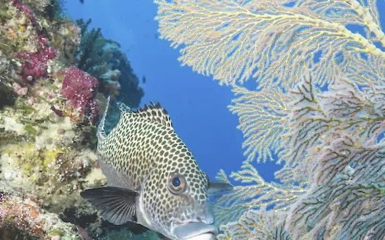  Spotted sweetlips