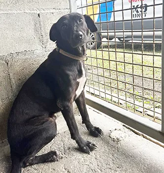 Adopt a dog
