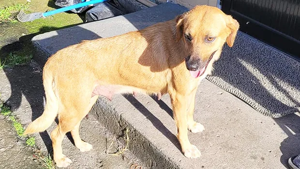 Molly a young female dog up for adoption