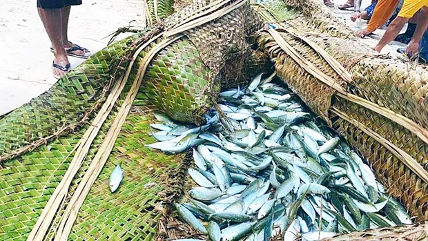 Akule fish during a recent harvest by residents of Olosega in Manu’a.