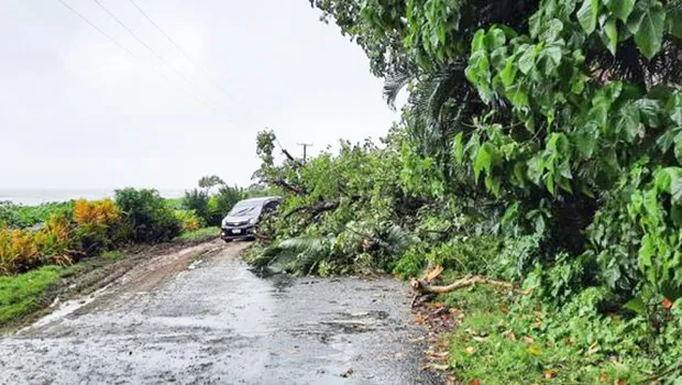 Downed trees over a roadway with vehicle stopped