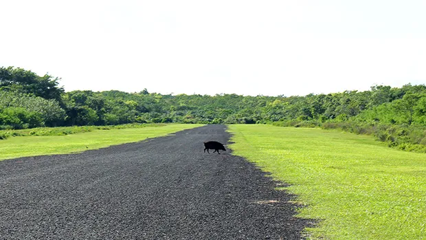 A pig crosses the tarmac at Asau airfield 