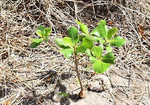 Native talie tree