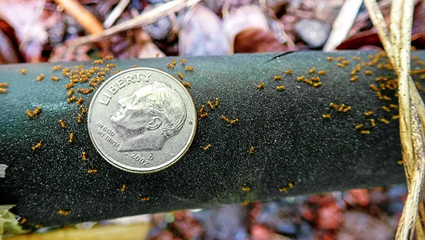 fire ants compared to the size of a dime