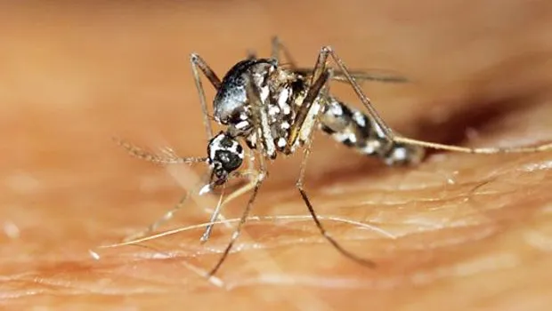 The Asian tiger mosquito