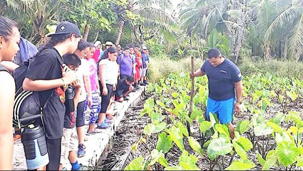 Taro farm on Aunu'u 