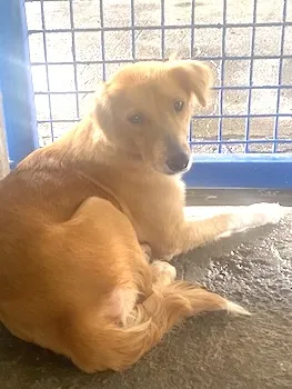 SWEET FEMALE DOG