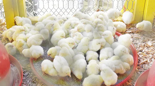 Baby chicks in a cage