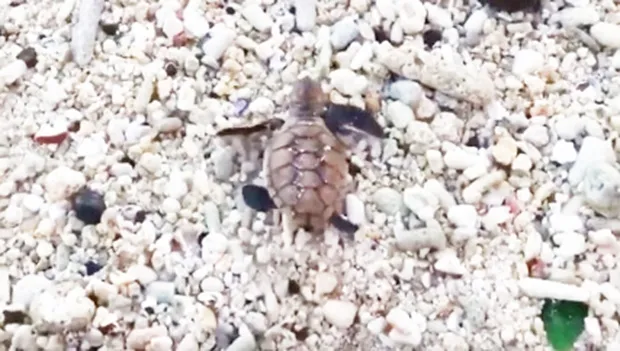 Baby sea turtle making its way to the ocean