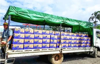 Truck carries bananas for export to the port in Samoa.