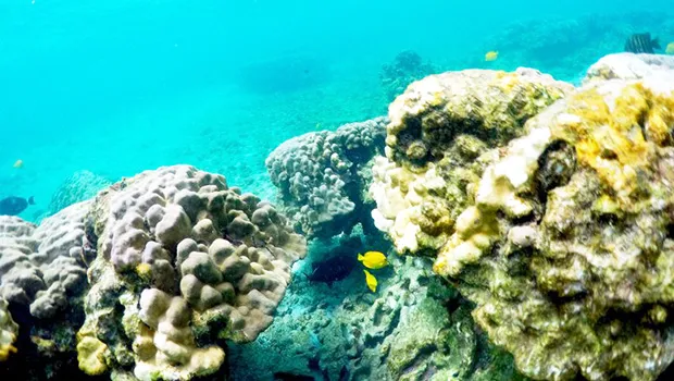 This Sept. 12, 2019 photo shows bleaching coral in Kahala'u Bay in Kailua-Kona, Hawaii