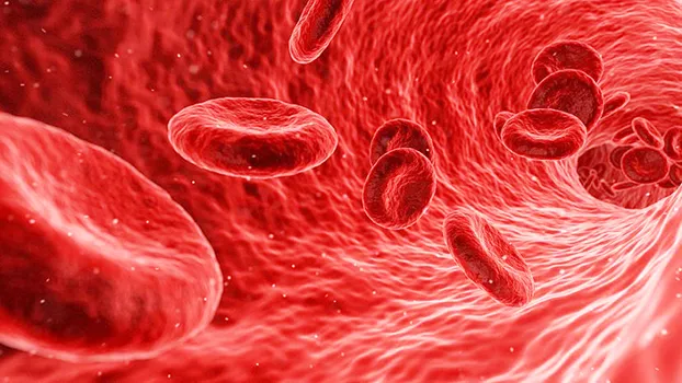 blood cells photo