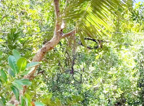 Wires running through trees in Alega