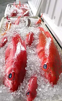 BOTTOM FISH ON ICE