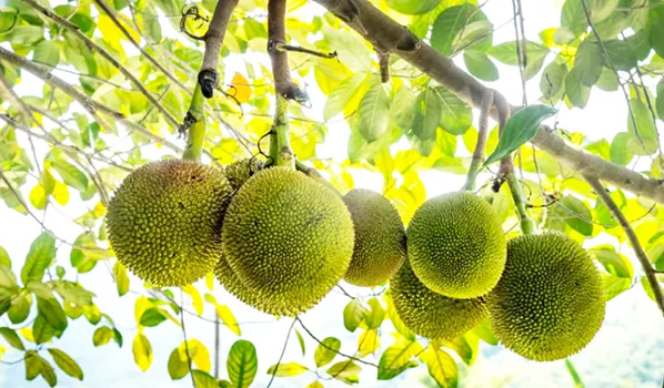 BREADFRUIT
