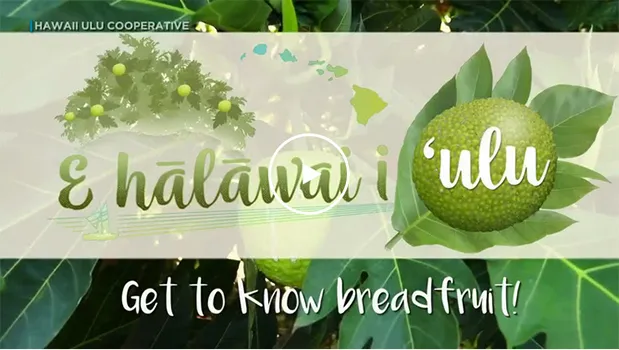 Breadfruit, get to know it.