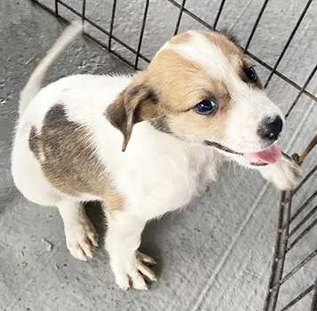 PUPPY READY FOR ADOPTION