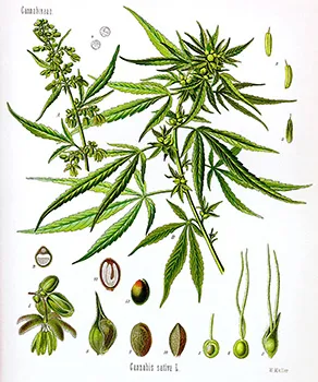 Drawing of a cannabus plant
