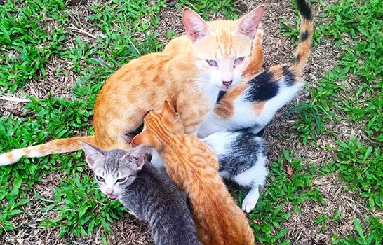 a mother cat with her kittens
