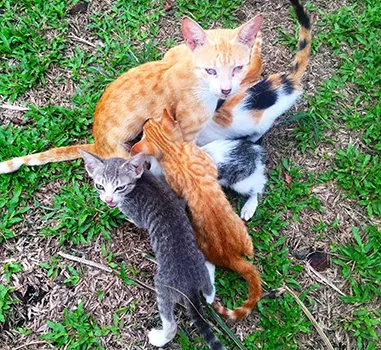 Mother cat with kittens