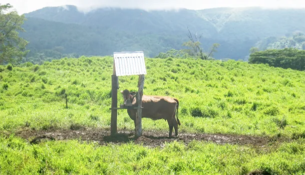 Cattle gifted to Am Samoa