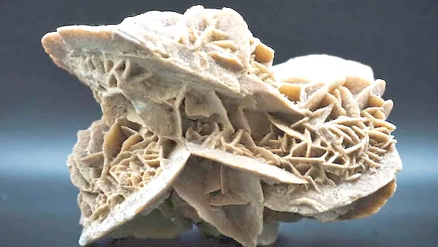 Fossil from American Samoa