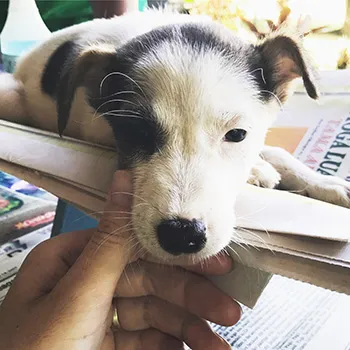 Adog at a free spay neuter clinic sponsored by Coconut Muts