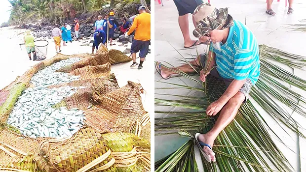 Atule harvest in Manu'a