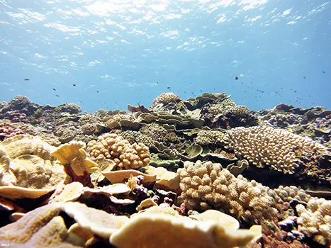 swains island coral reef