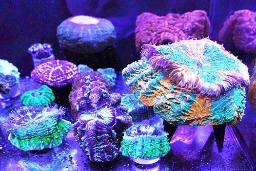 A variety of fluorescent and fleshy solitary stony corals