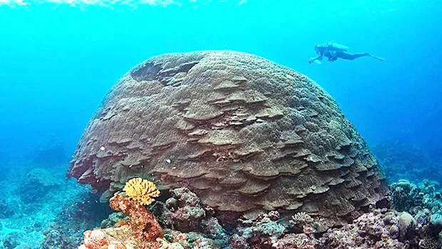 Giant coral in waters of American Samoa