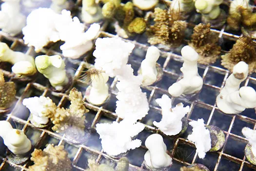 Coral growing in tank at Coconut Island research station, Hawaii