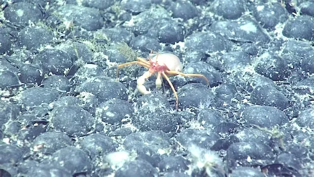 crab on sea bed nodules