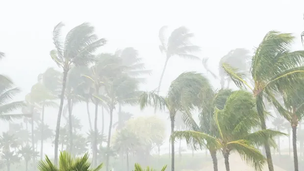 Coconut trees bending in the wind of a cyclone