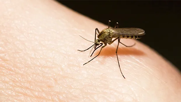 dengue fever mosquito