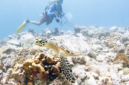 Sam Purkis dives near a hawksbill turtle